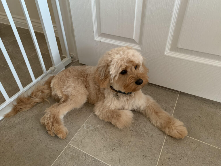 Animal-assisted therapy: Macc the dog